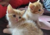 mix breed Persian cat 4 piece