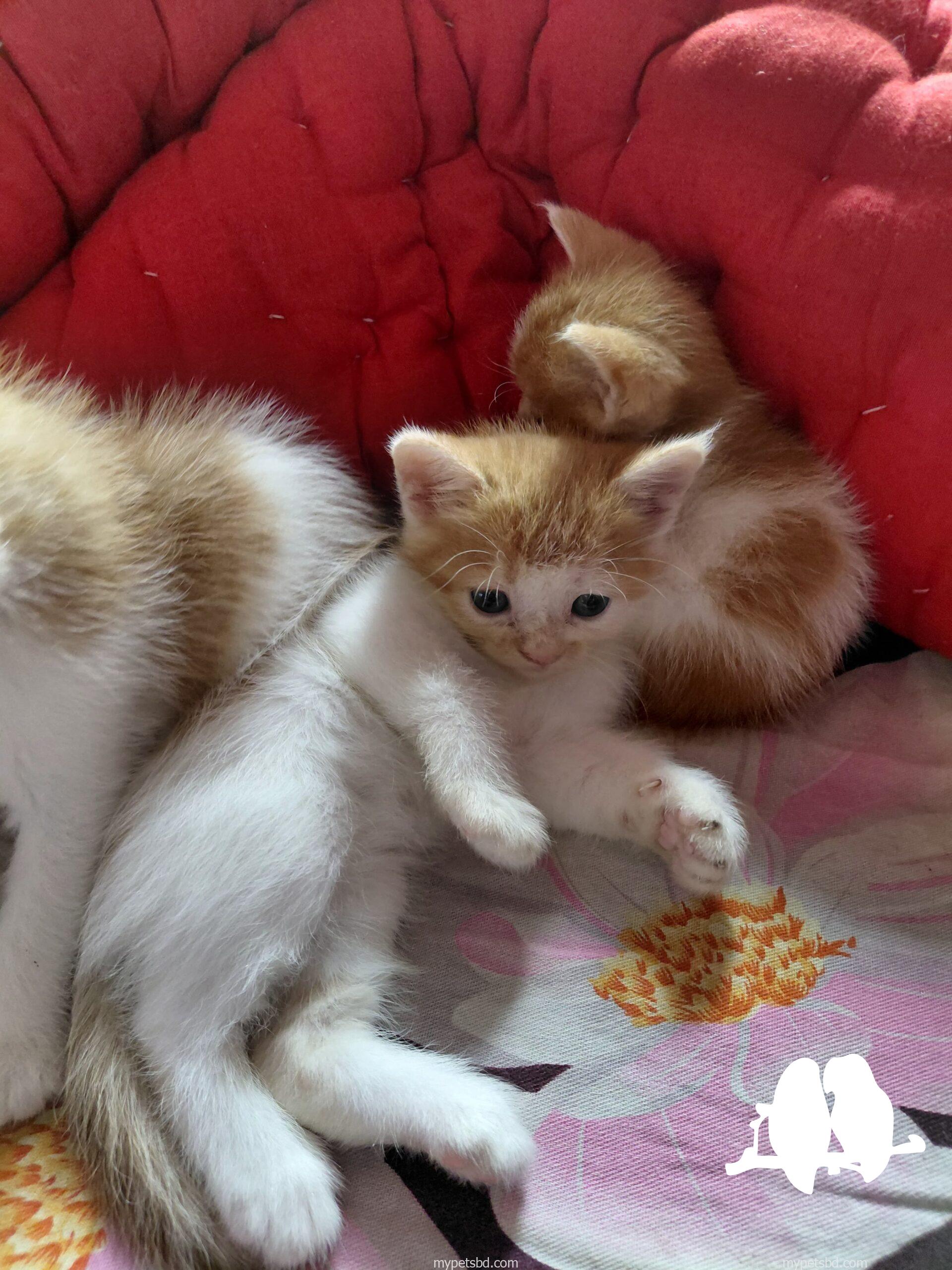 mix breed Persian cat 4 piece