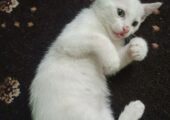 Mixed bread male cat