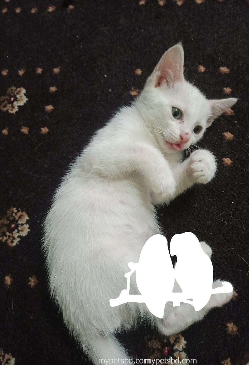 Mixed bread male cat