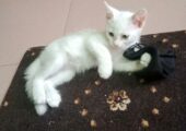 Mixed bread male cat