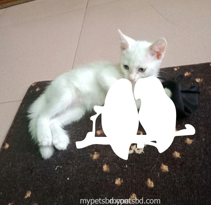 Mixed bread male cat