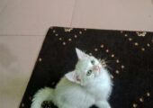 Mixed bread male cat
