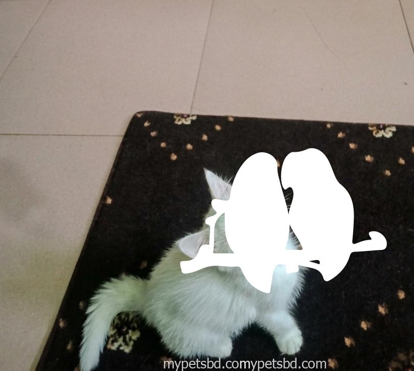 Mixed bread male cat
