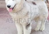 Adult Siberian husky male and female