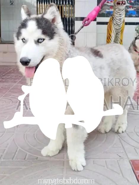 Adult Siberian husky male and female
