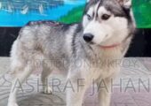 Adult Siberian husky male and female
