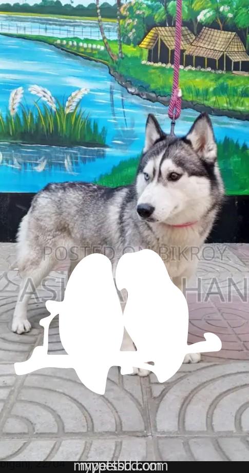 Adult Siberian husky male and female