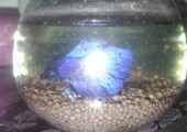 Halfmoon betta fish blue