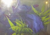 Halfmoon betta fish blue