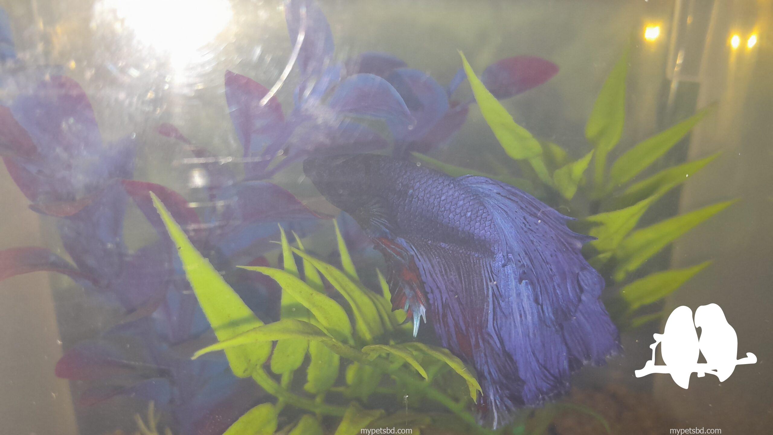 Halfmoon betta fish blue