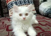 White original purebred Persian male kitten