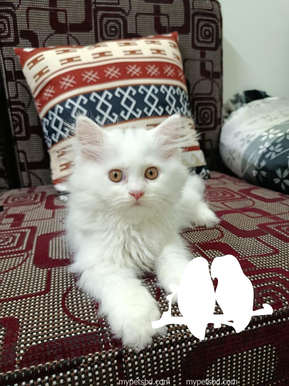 White original purebred Persian male kitten