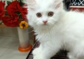 White original purebred Persian male kitten