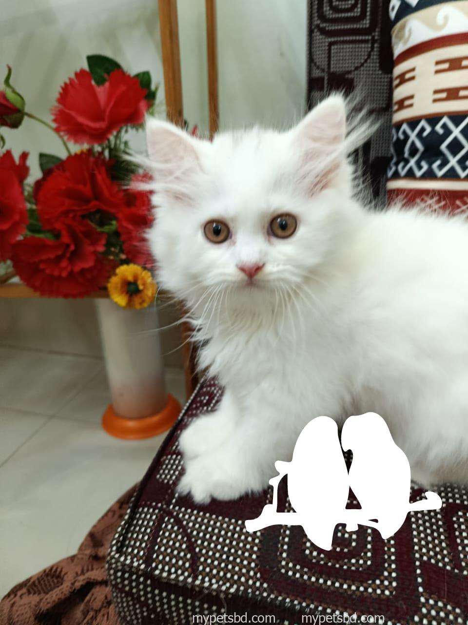 White original purebred Persian male kitten