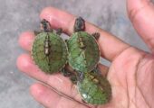 Turtle For Sell