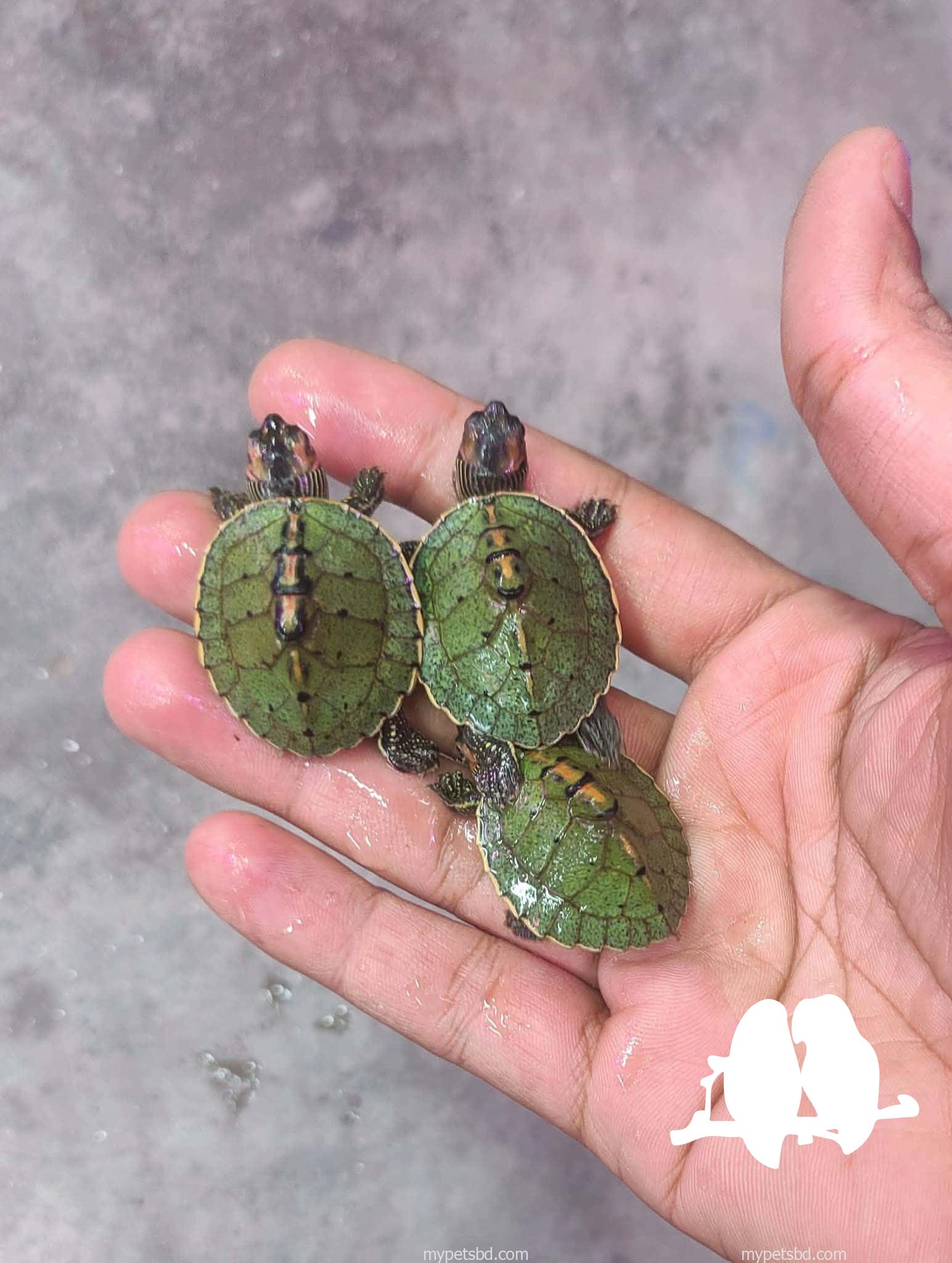 Turtle For Sell