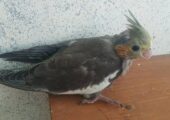 Cokatail Baby bird