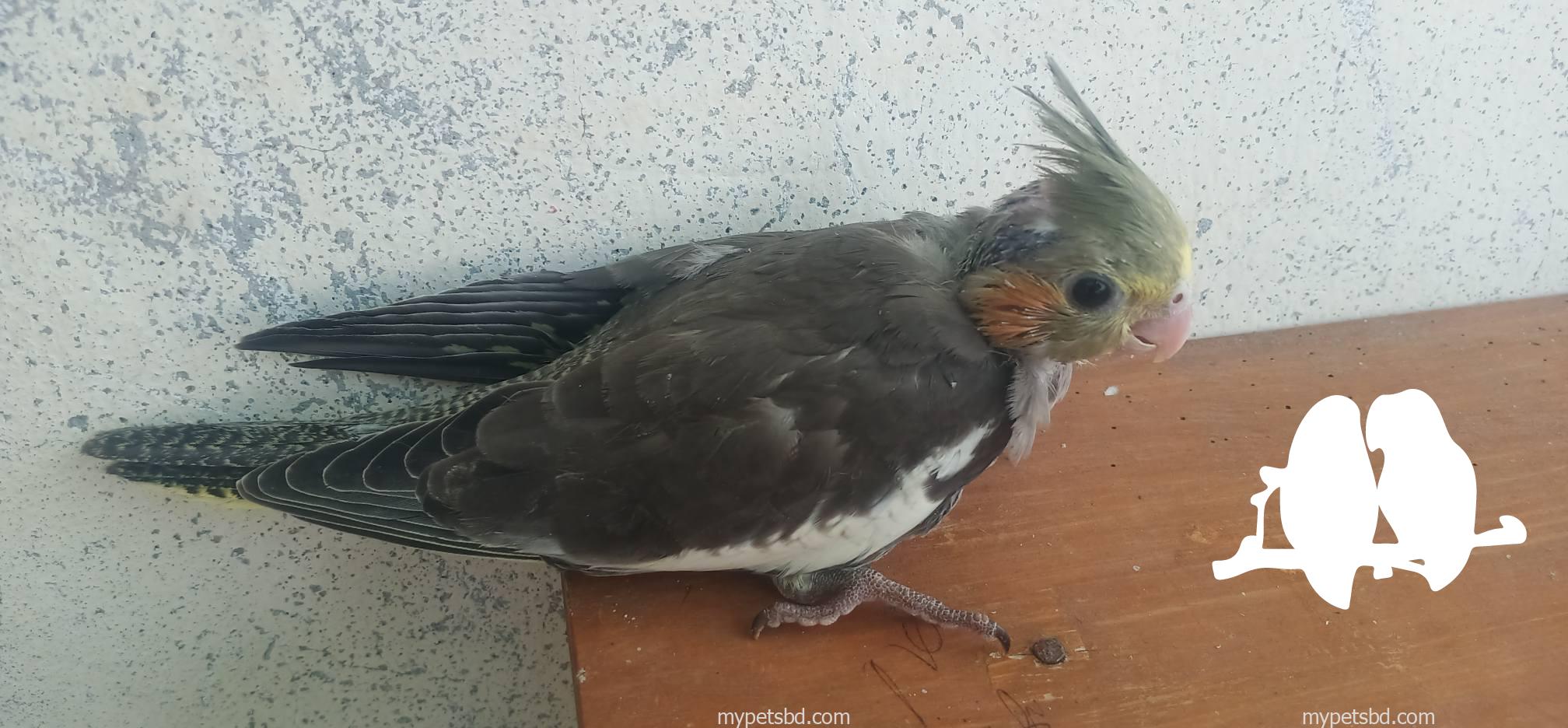 Cokatail Baby bird