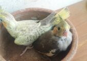Cokatail Baby bird