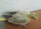 Cokatail Baby bird