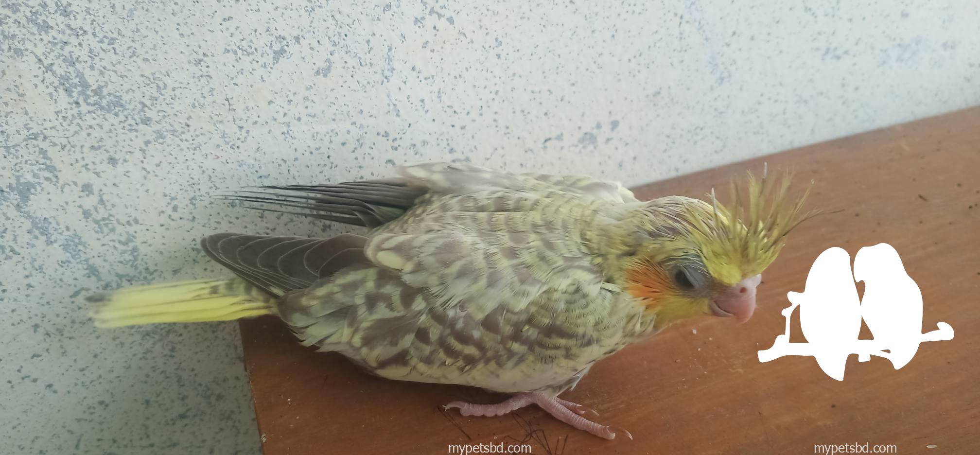 Cokatail Baby bird
