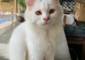 Persian male kitten