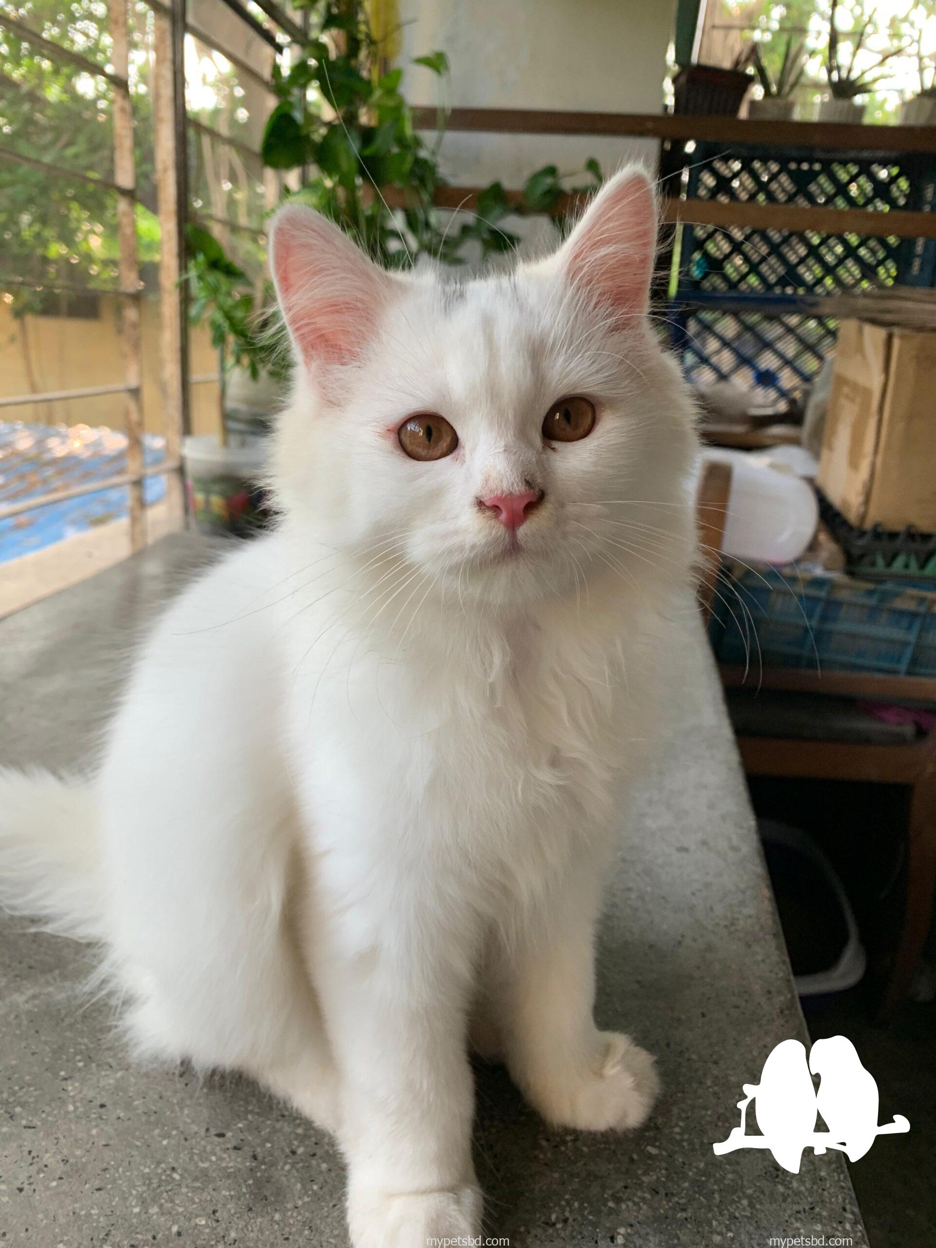 Persian male kitten