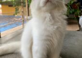 Persian male kitten