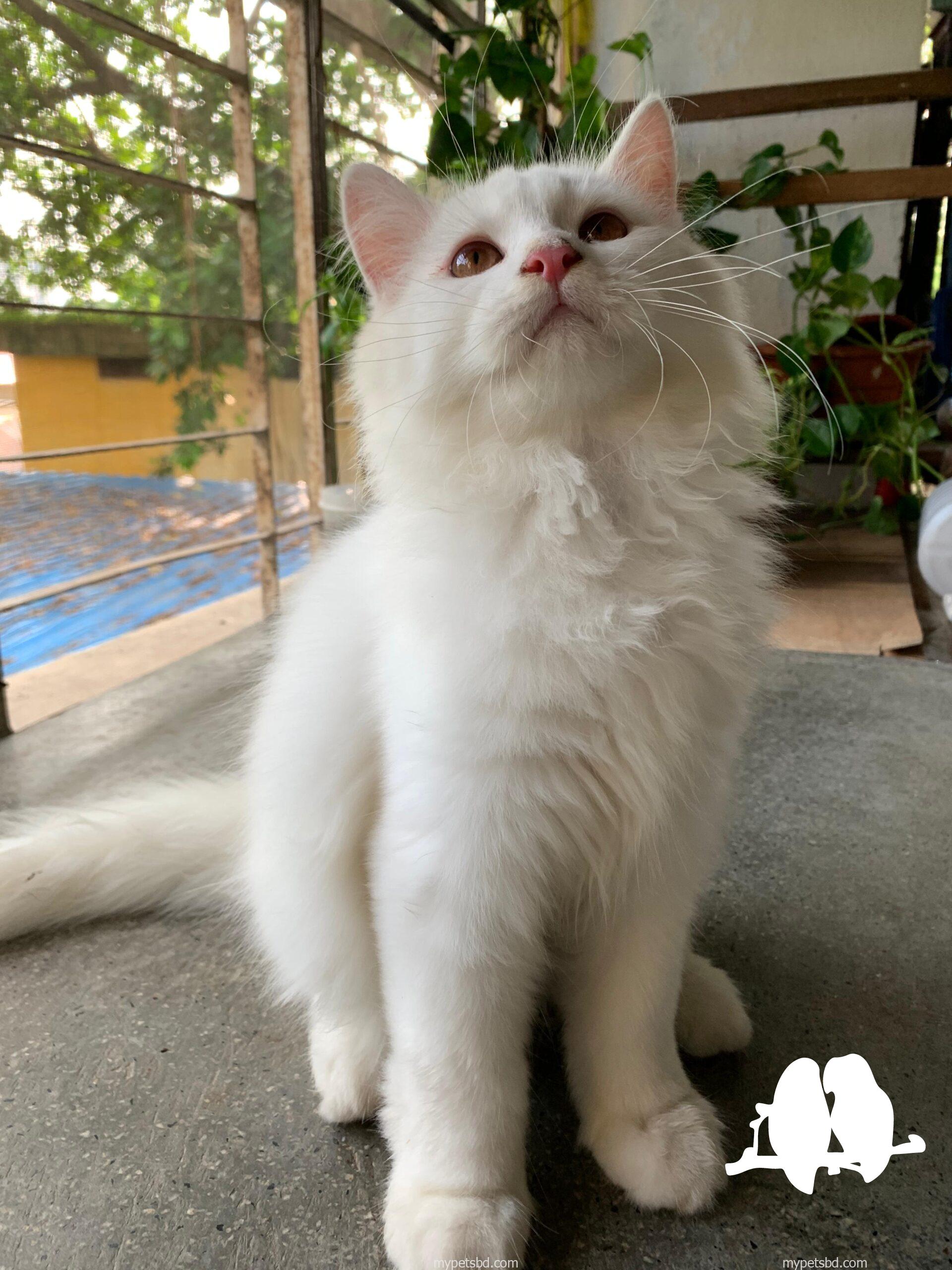 Persian male kitten