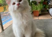 Persian male kitten