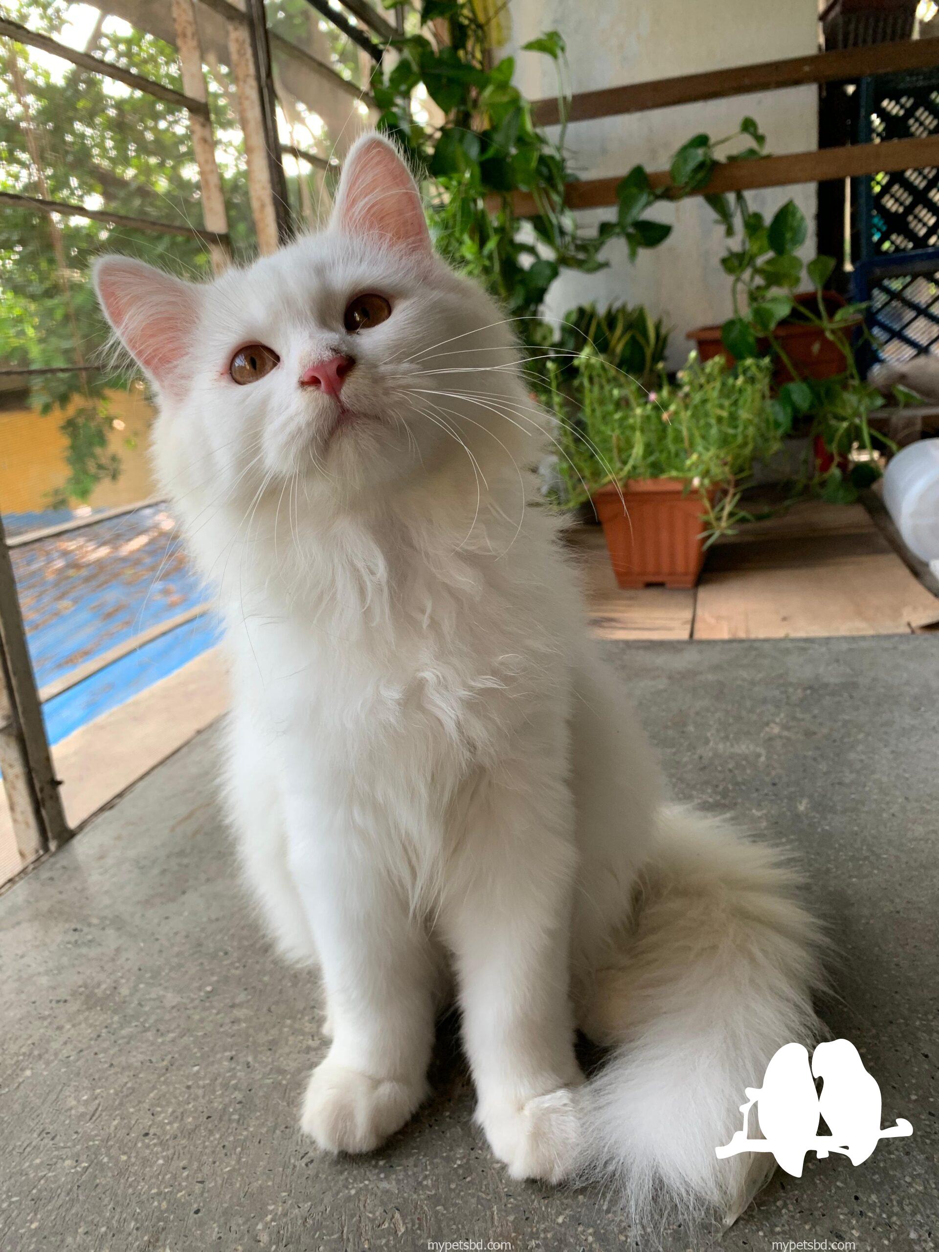 Persian male kitten