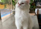 Persian male kitten
