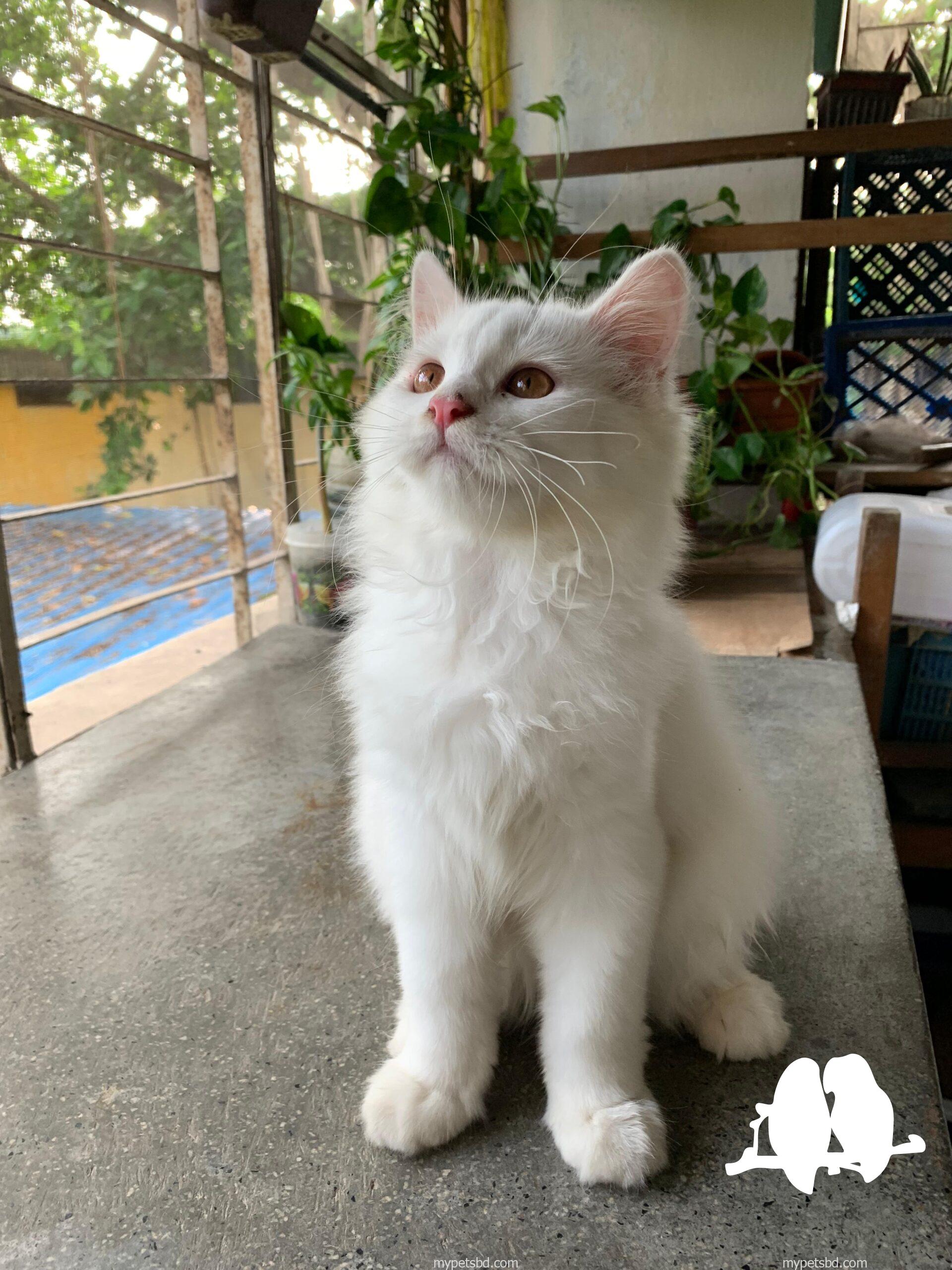 Persian male kitten