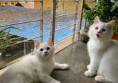Persian male cats (pair)