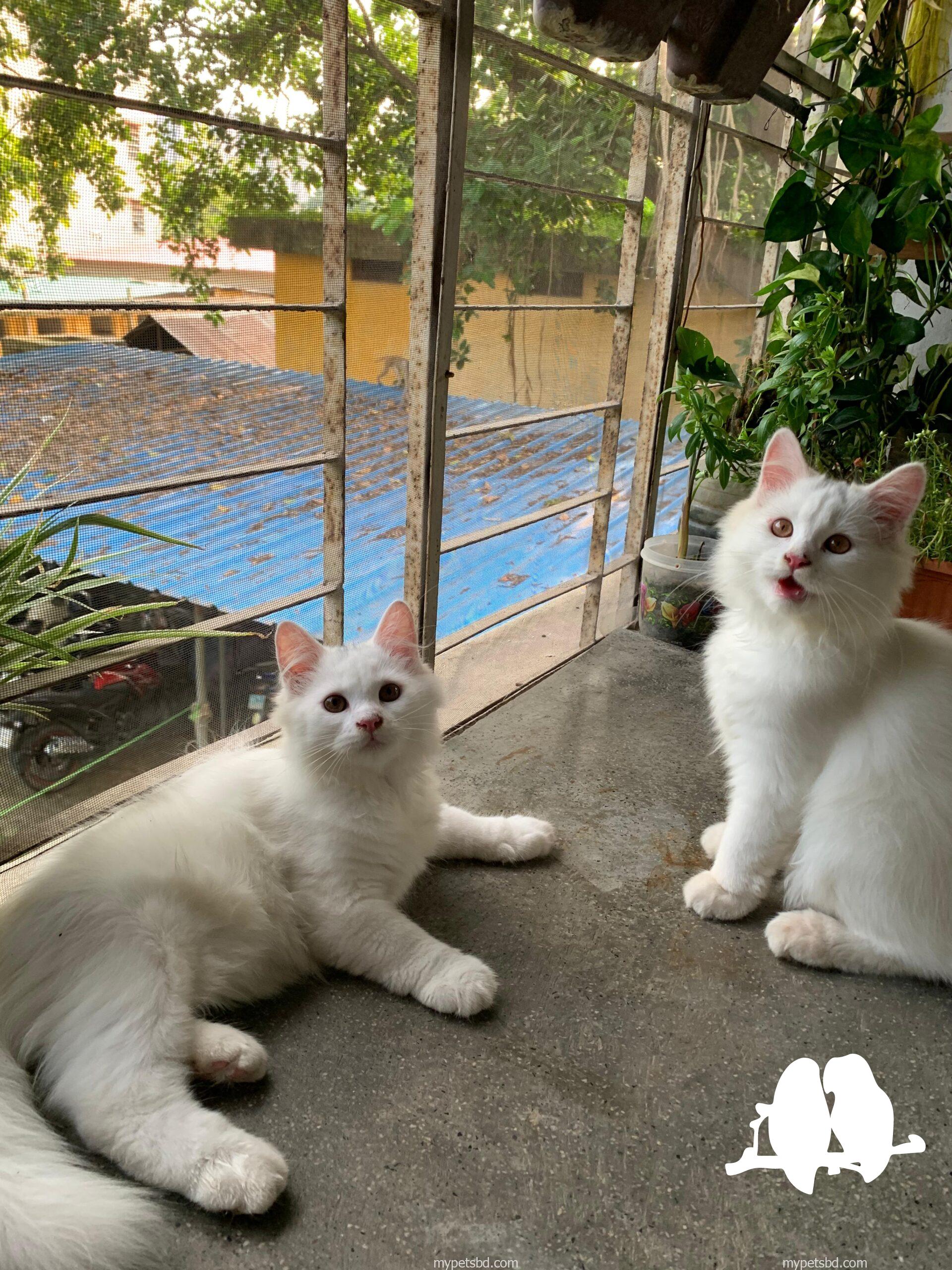 Persian male cats (pair)