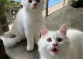 Persian male cats (pair)
