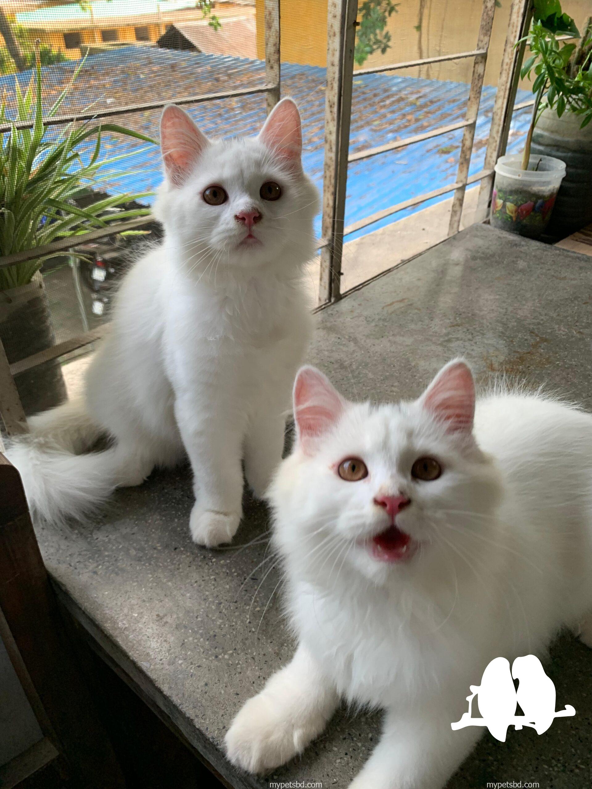 Persian male cats (pair)