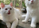 Persian male cats (pair)
