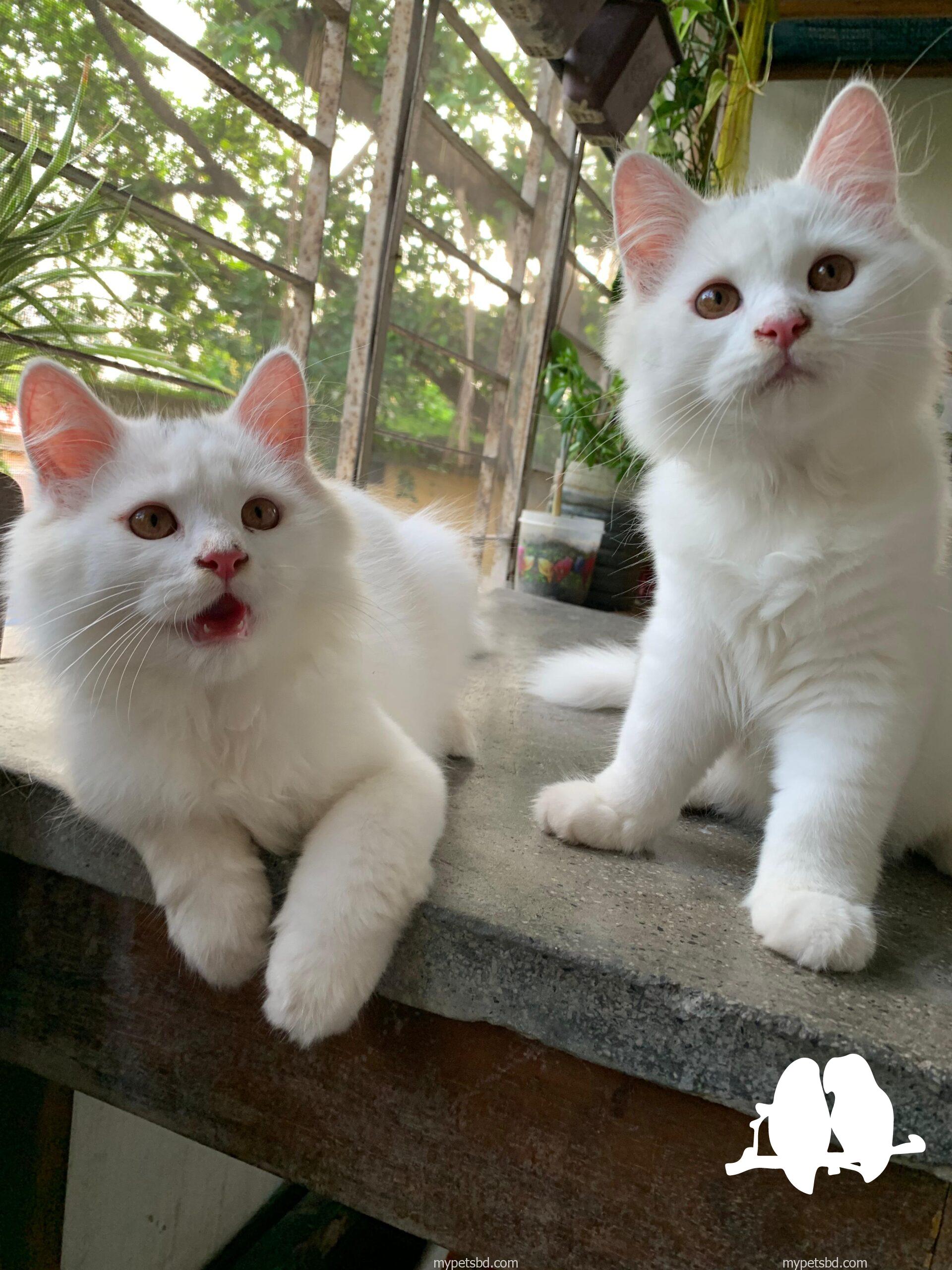 Persian male cats (pair)