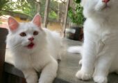 Persian male cats (pair)