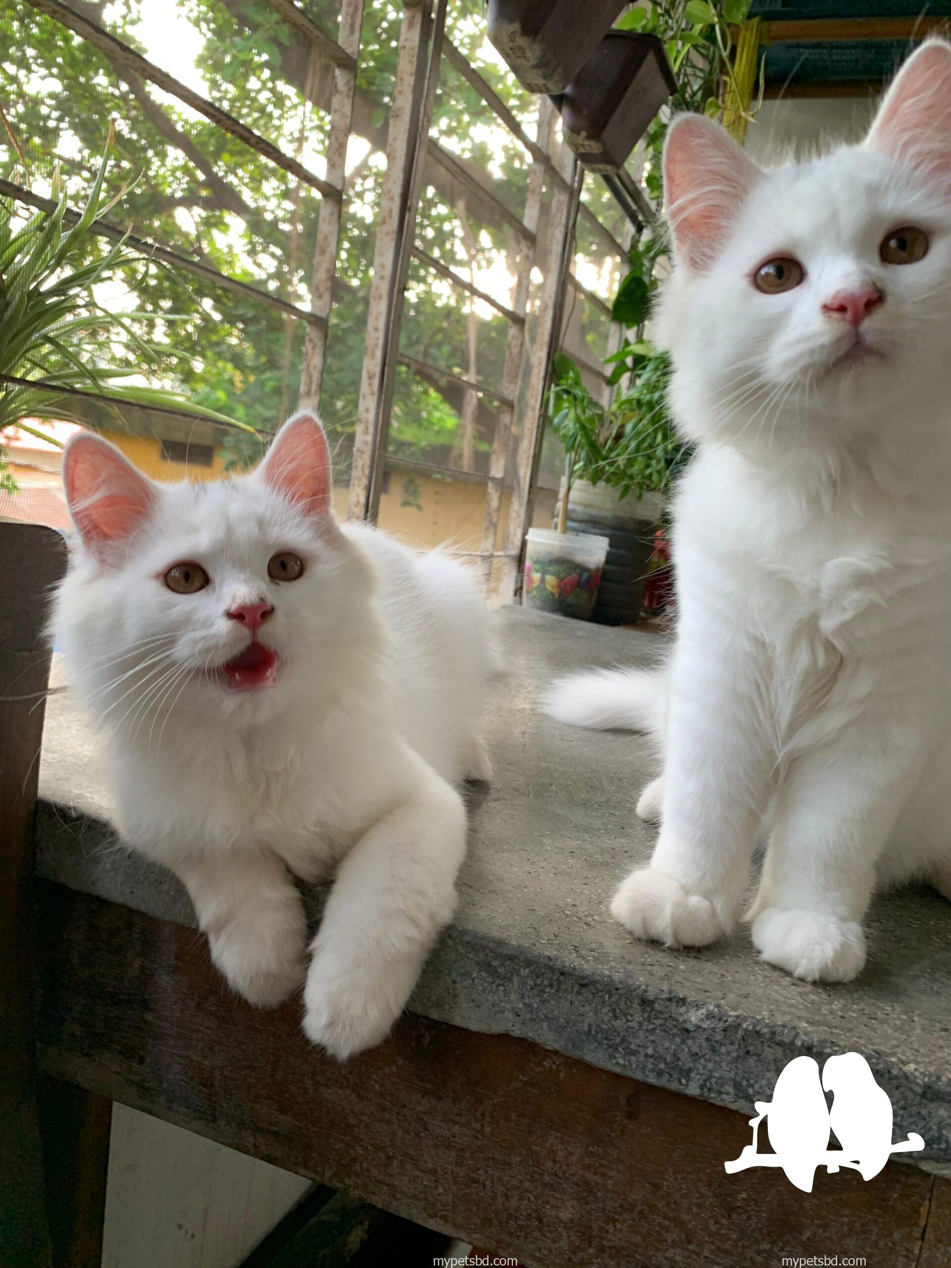 Persian male cats (pair)