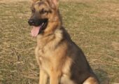 German Shepherd
