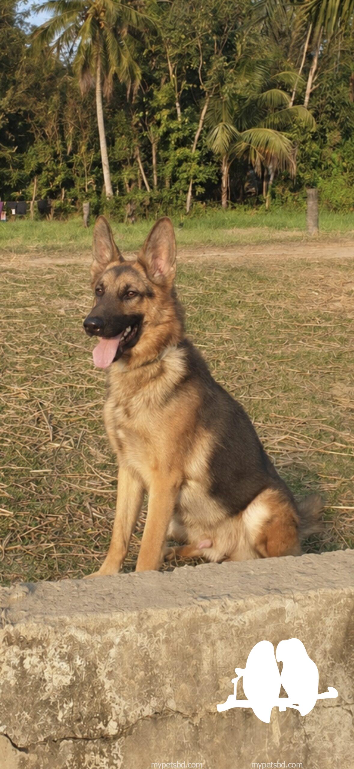 German Shepherd