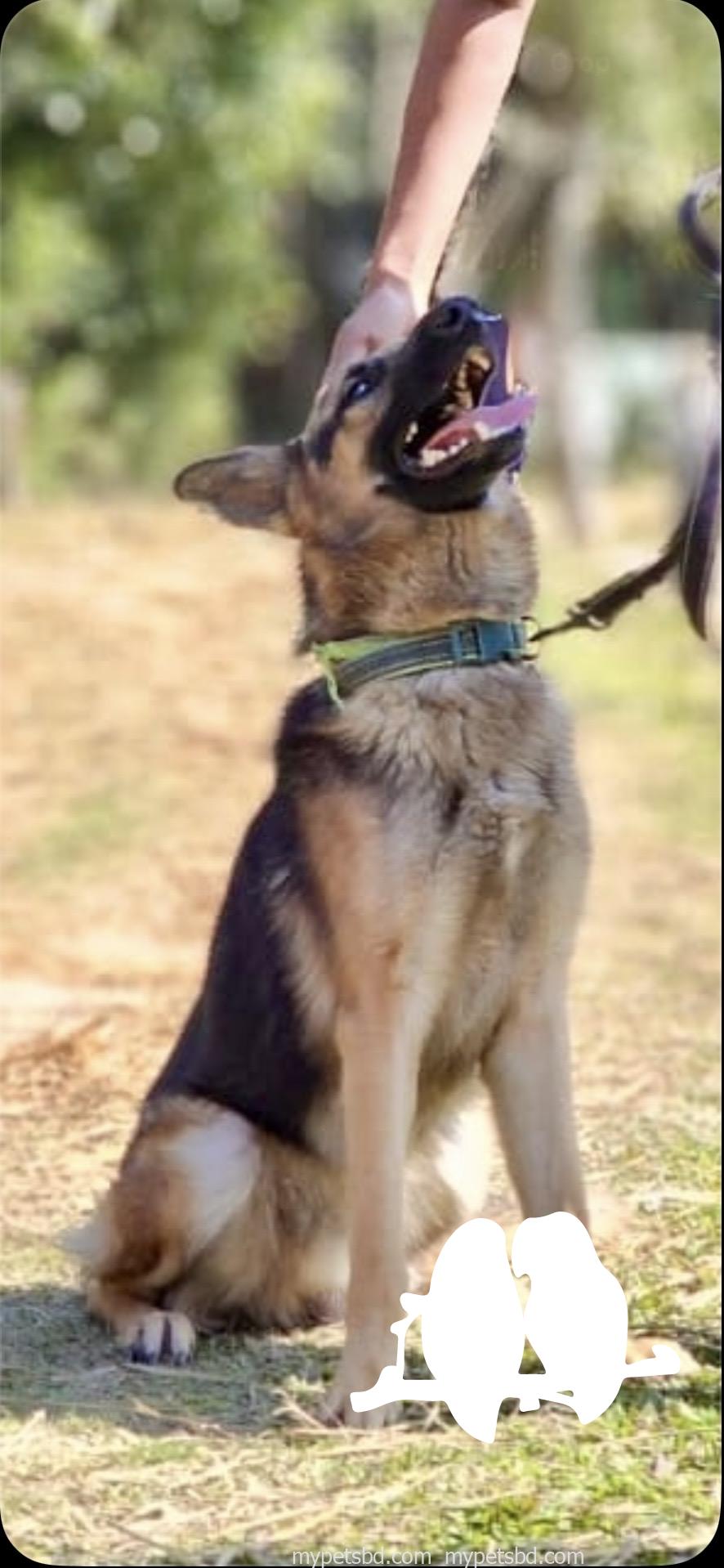 German Shepherd