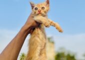 4 pieces kitten