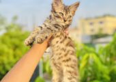 4 pieces kitten