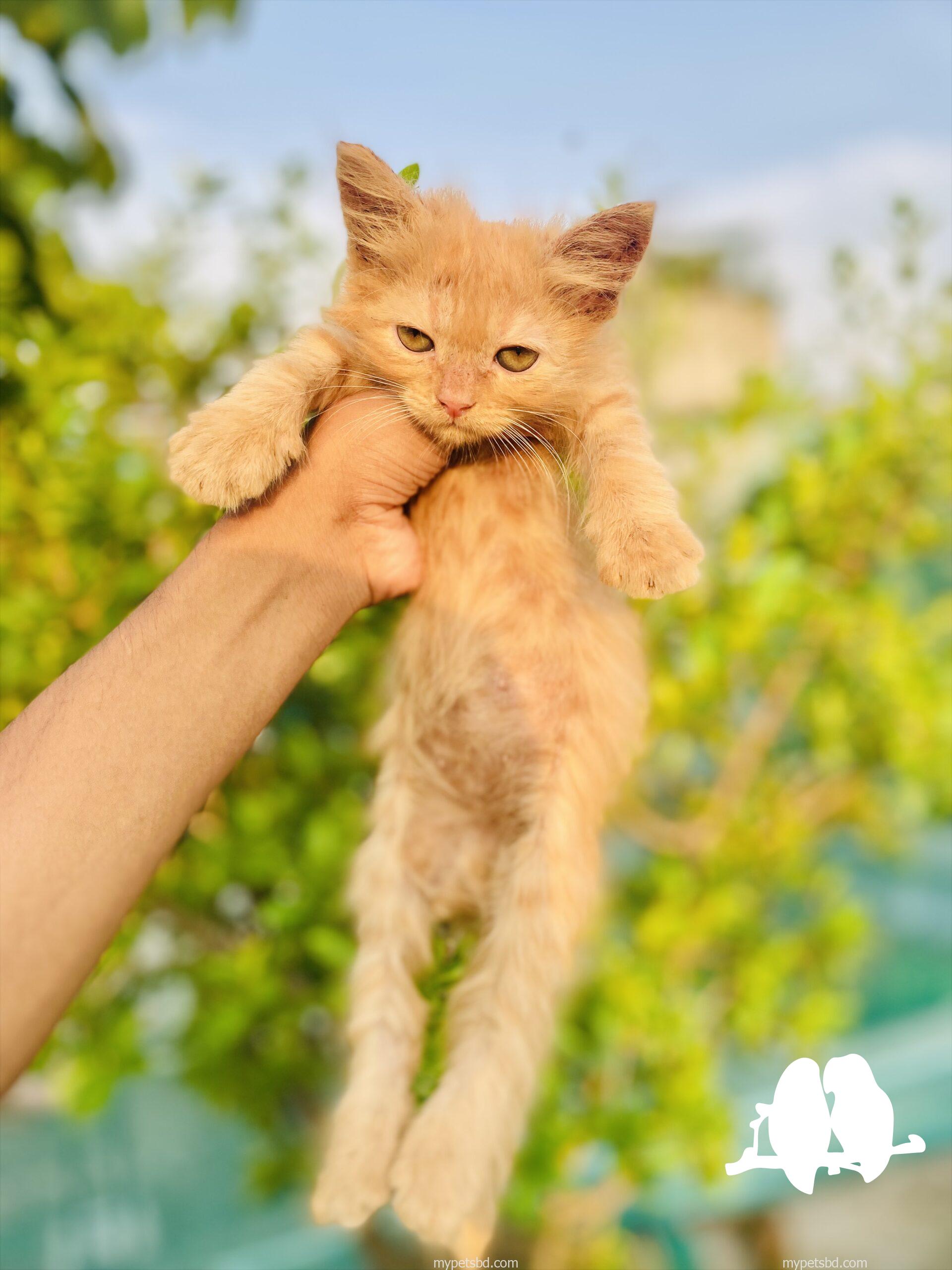 4 pieces kitten