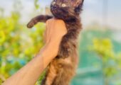 4 pieces kitten