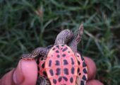Turtle For Sell